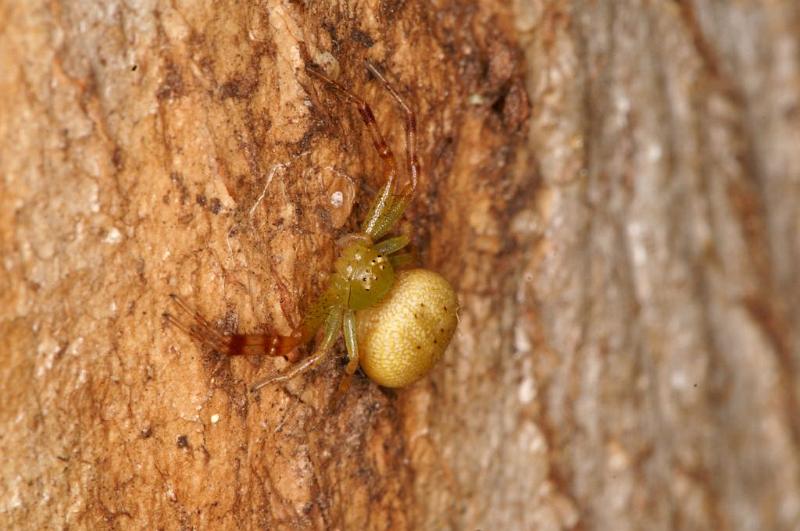 Diaea_pilula_D5540_D_89_Lake Broadwater_Australie.jpg